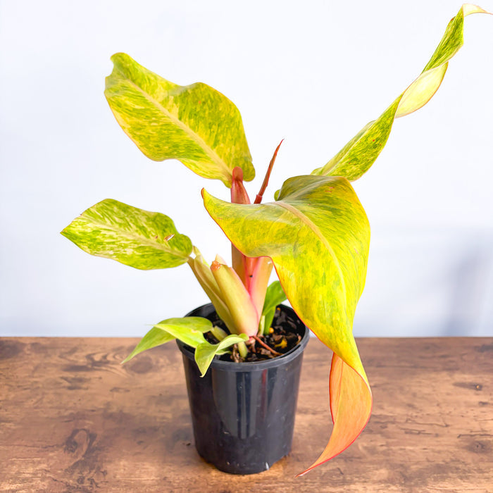 Philodendron Orange Marmalade | The Plant Boys