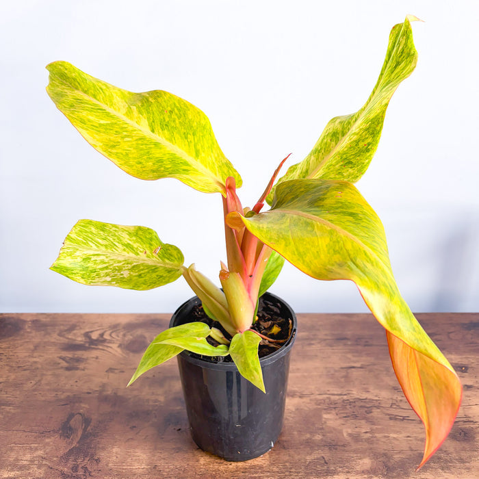 Philodendron Orange Marmalade | The Plant Boys