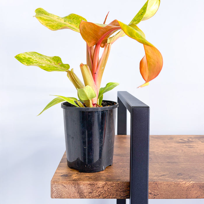 Philodendron Orange Marmalade | The Plant Boys