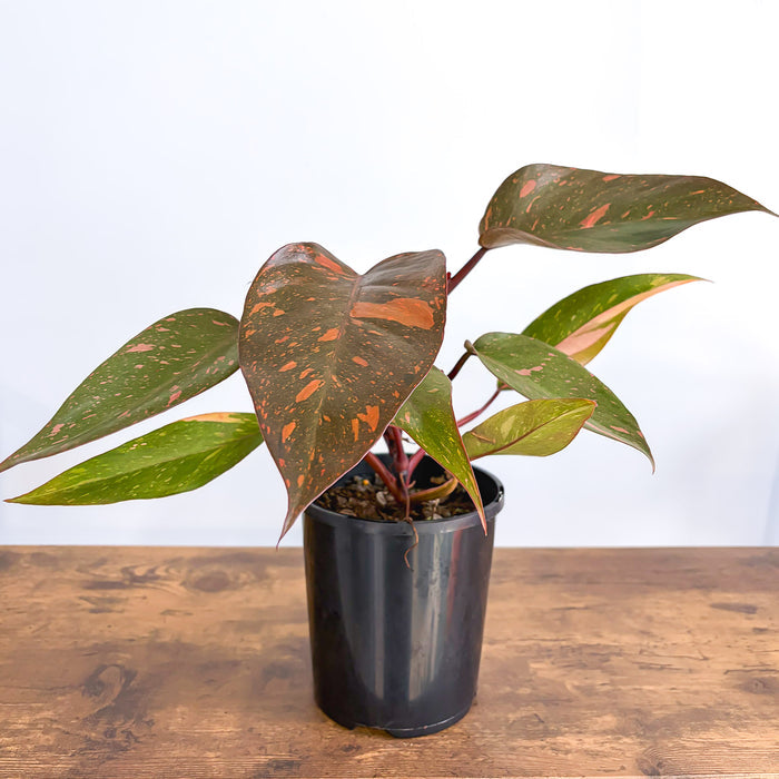 Philodendron Orange Princess | The Plant Boys