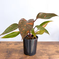 Philodendron Orange Princess | The Plant Boys