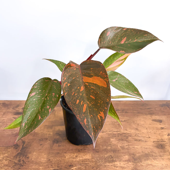 Philodendron Orange Princess | The Plant Boys