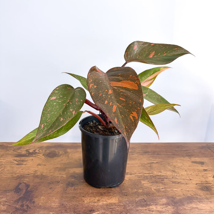 Philodendron Orange Princess | The Plant Boys