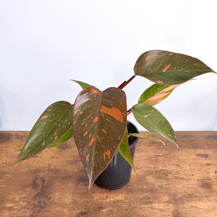 Philodendron Orange Princess | The Plant Boys