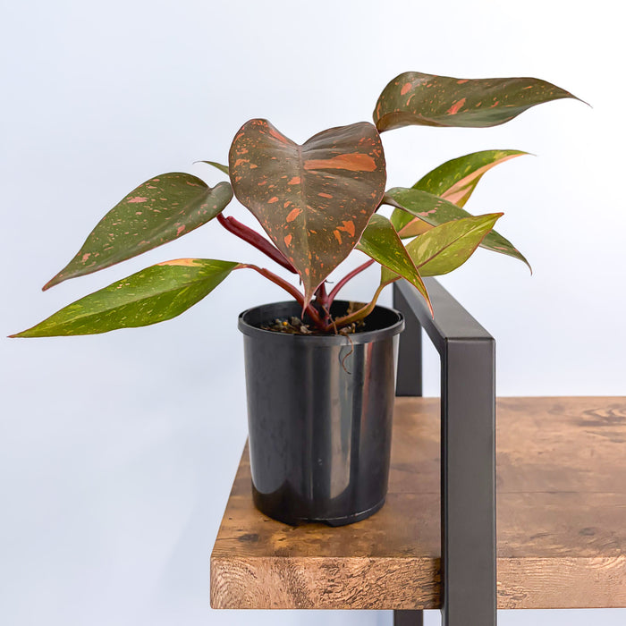 Philodendron Orange Princess | The Plant Boys