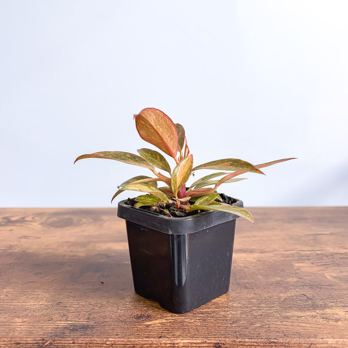 Philodendron Orange Princess | The Plant Boys