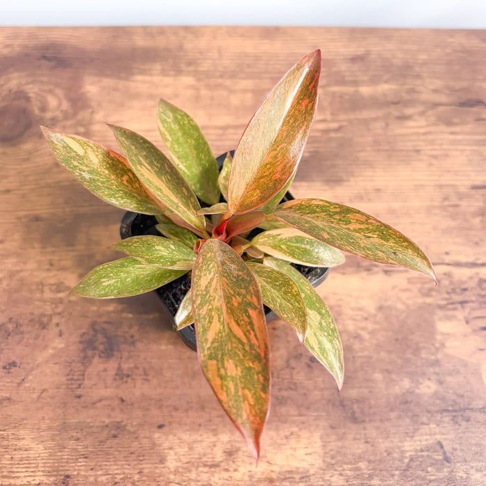 Philodendron Orange Princess | The Plant Boys