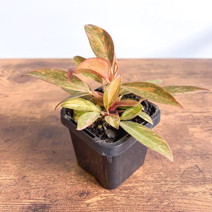 Philodendron Orange Princess | The Plant Boys