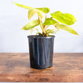 Philodendron Painted Lady | The Plant Boys