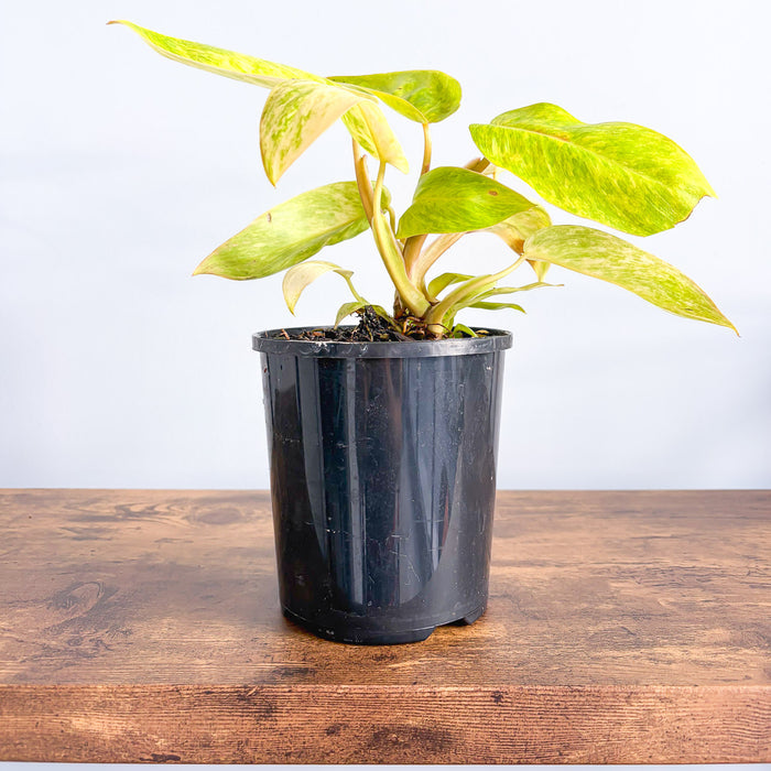 Philodendron Painted Lady | The Plant Boys