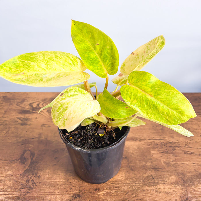 Philodendron Painted Lady | The Plant Boys
