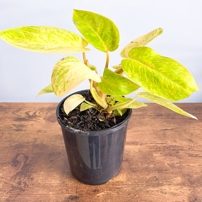 Philodendron Painted Lady | The Plant Boys