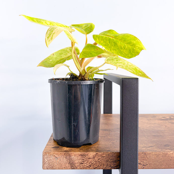 Philodendron Painted Lady | The Plant Boys