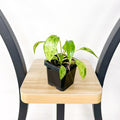 Philodendron Paraiso Verde | The Plant Boys