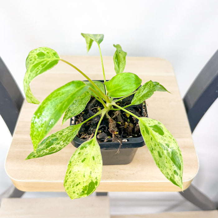 Philodendron Paraiso Verde | The Plant Boys