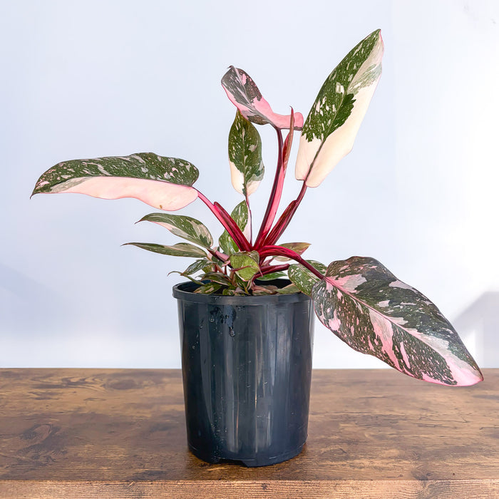 Philodendron Pink Princess Galaxy | The Plant Boys