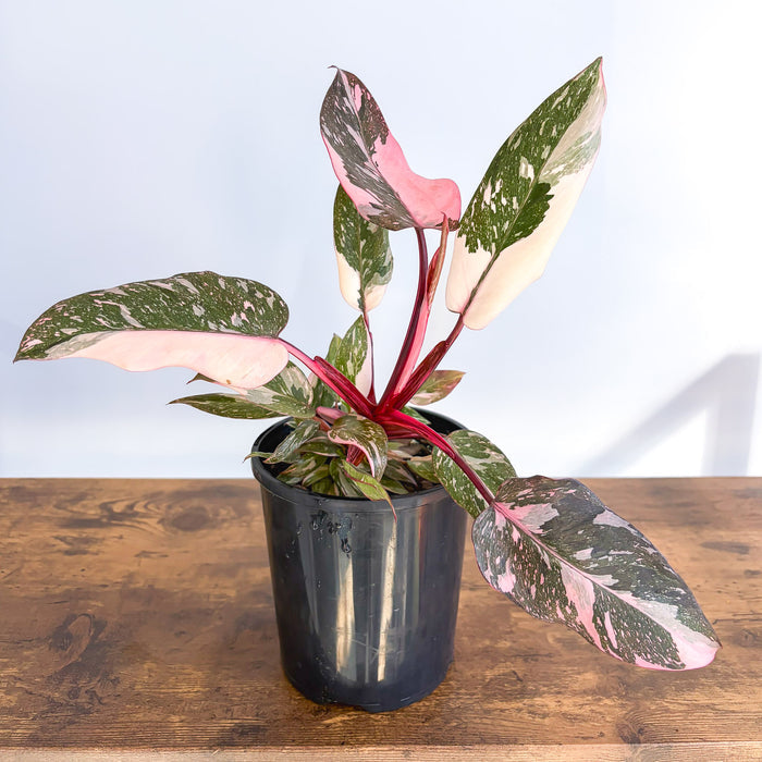 Philodendron Pink Princess Galaxy | The Plant Boys