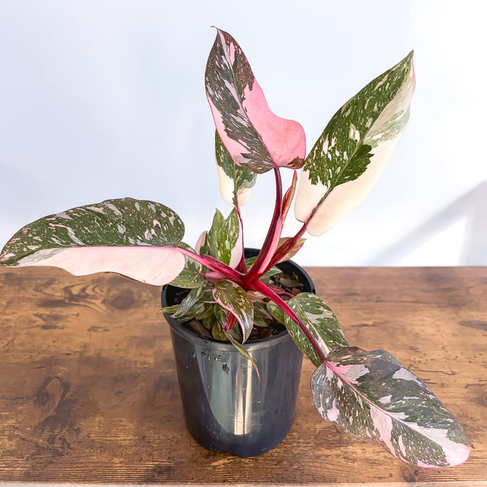 Philodendron Pink Princess Galaxy | The Plant Boys