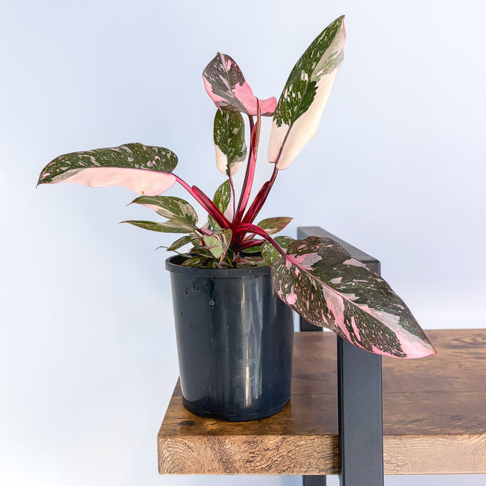 Philodendron Pink Princess Galaxy | The Plant Boys