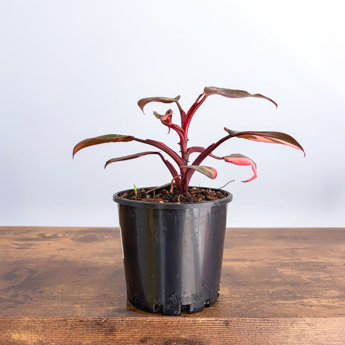 Philodendron Pink Princess Galaxy | The Plant Boys