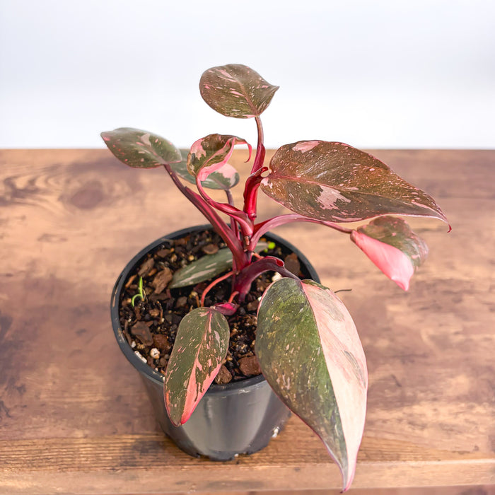 Philodendron Pink Princess Galaxy | The Plant Boys
