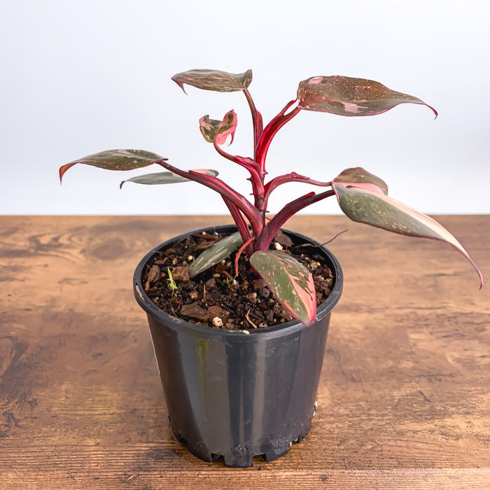 Philodendron Pink Princess Galaxy | The Plant Boys