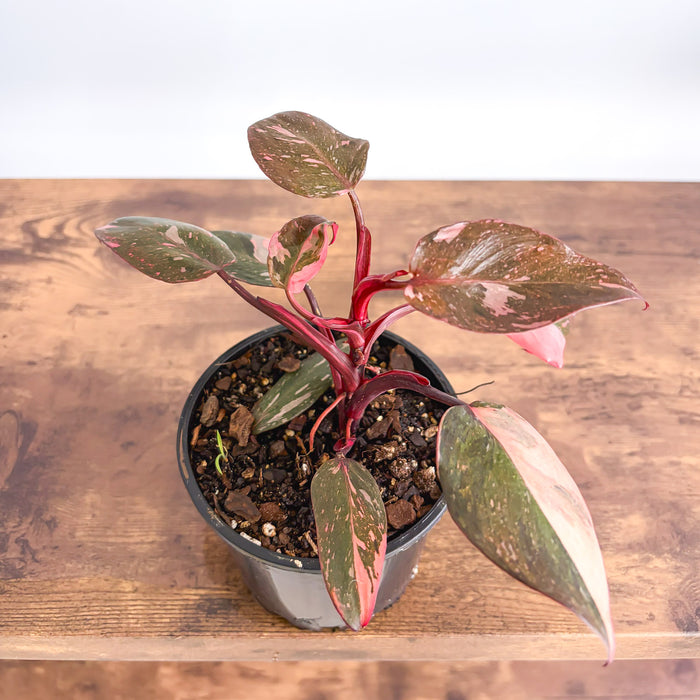 Philodendron Pink Princess Galaxy | The Plant Boys