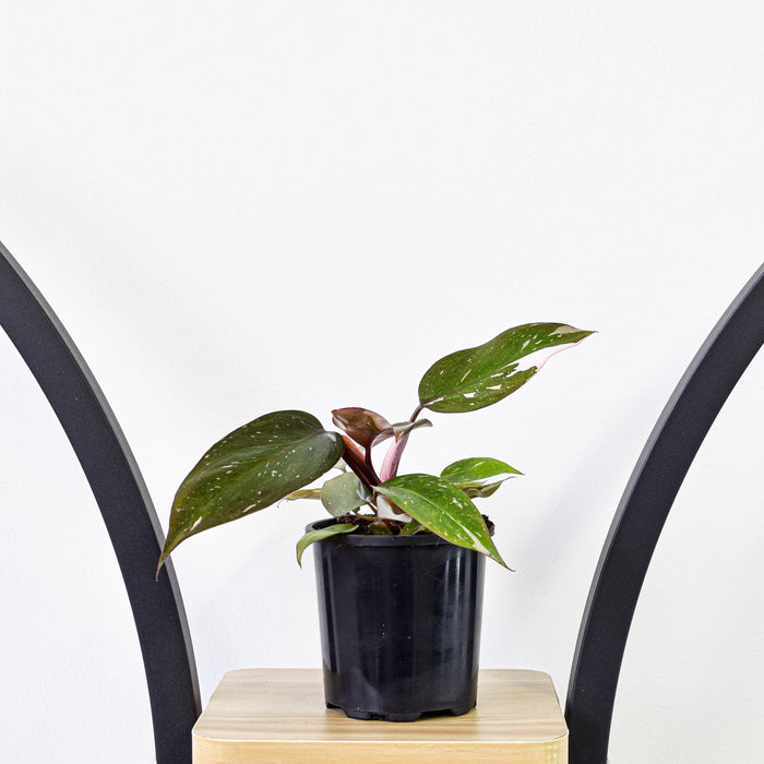 100mm Pot