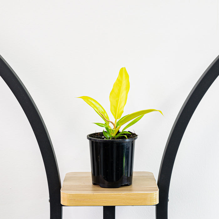 Philodendron Pluto's Gold