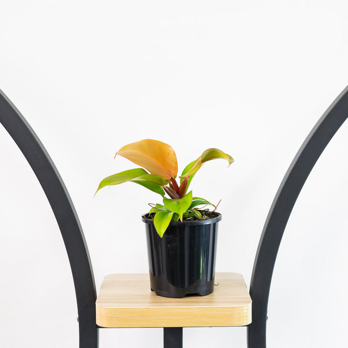 Philodendron Prince of Orange