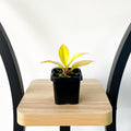 Philodendron Prince of Orange | The Plant Boys