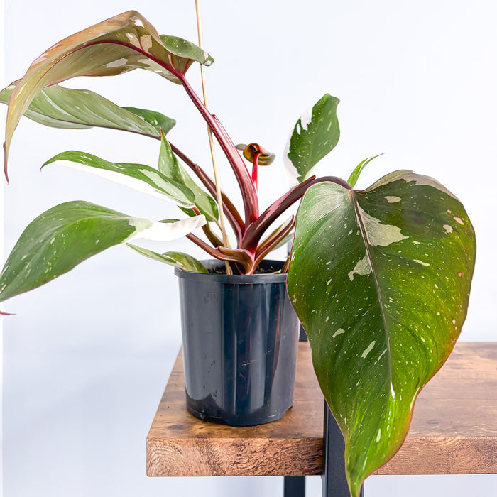 Philodendron Red Anderson | The Plant Boys