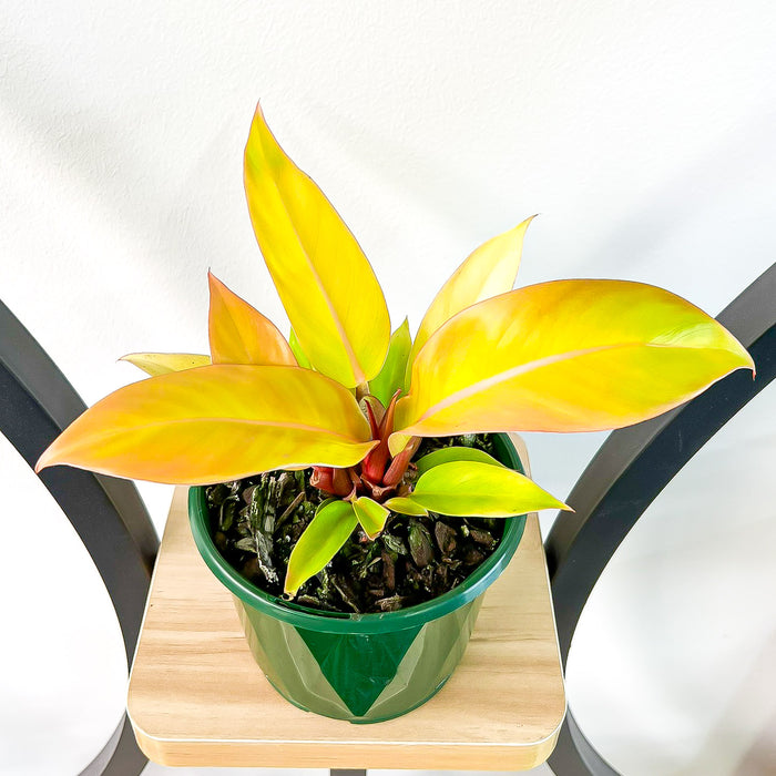 Philodendron Red King | The Plant Boys