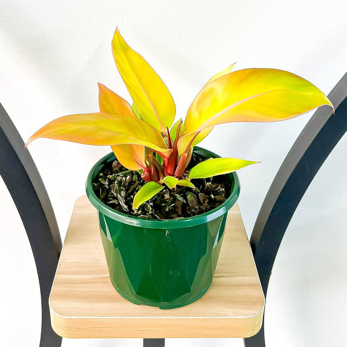 Philodendron Red King | The Plant Boys
