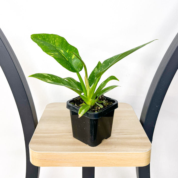 66mm Pot