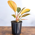 Philodendron Rojo Congo Variegata | The Plant Boys