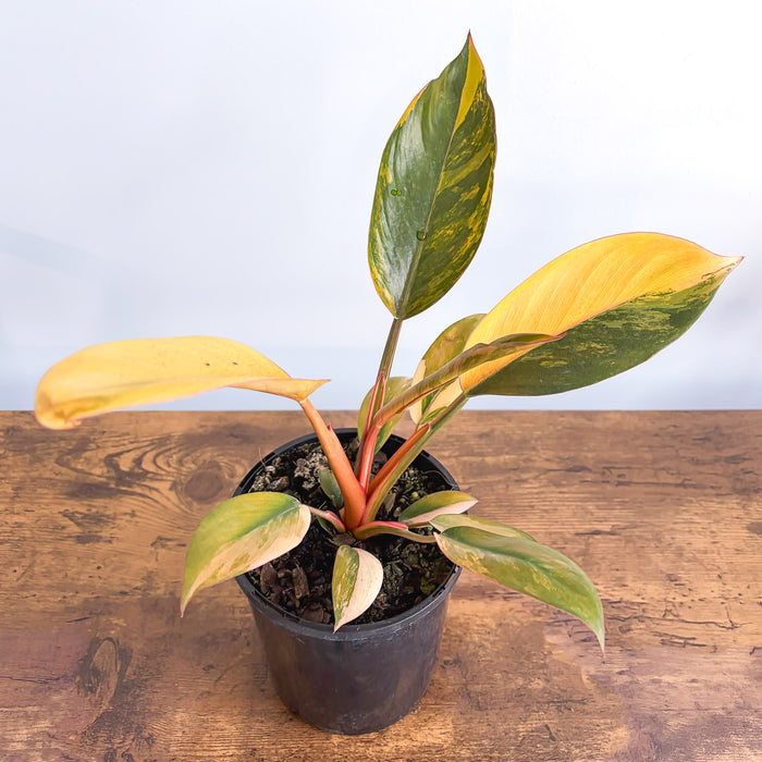 Philodendron Rojo Congo Variegata | The Plant Boys