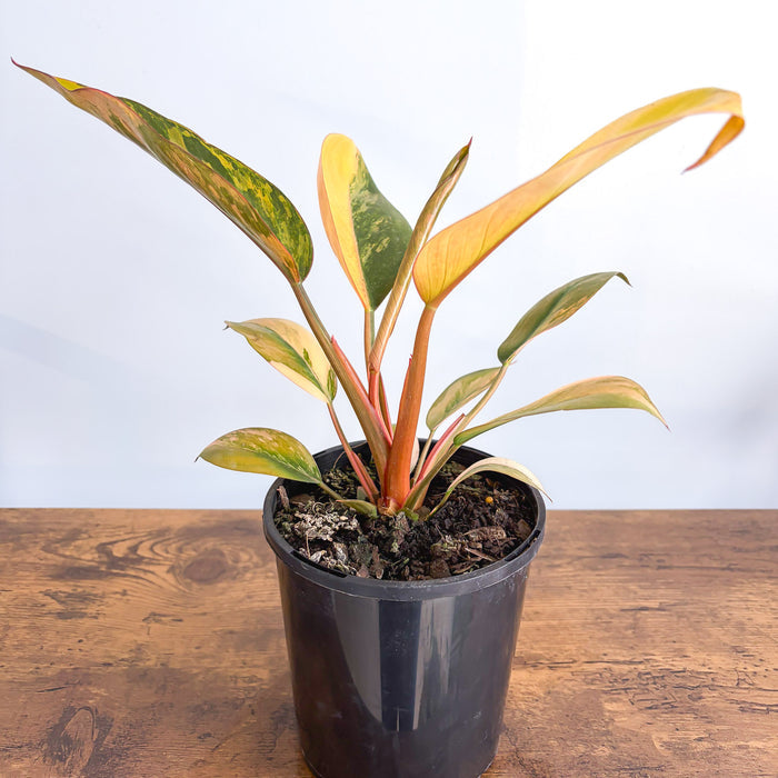 Philodendron Rojo Congo Variegata | The Plant Boys