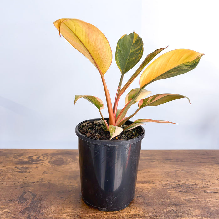 Philodendron Rojo Congo Variegata | The Plant Boys