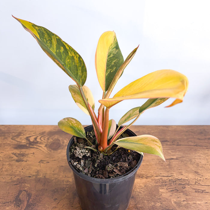 Philodendron Rojo Congo Variegata | The Plant Boys