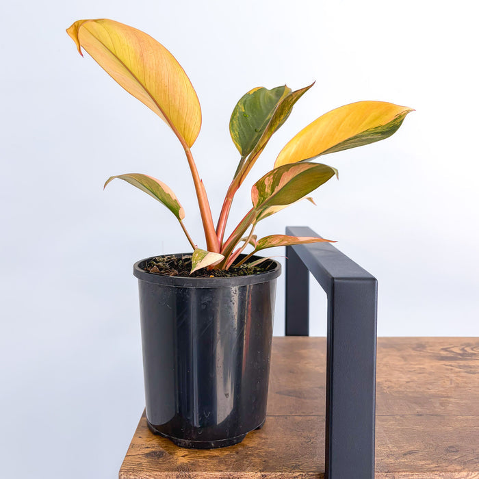 Philodendron Rojo Congo Variegata | The Plant Boys