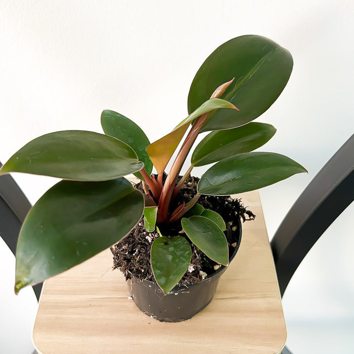 Philodendron Rojo Congo | The Plant Boys