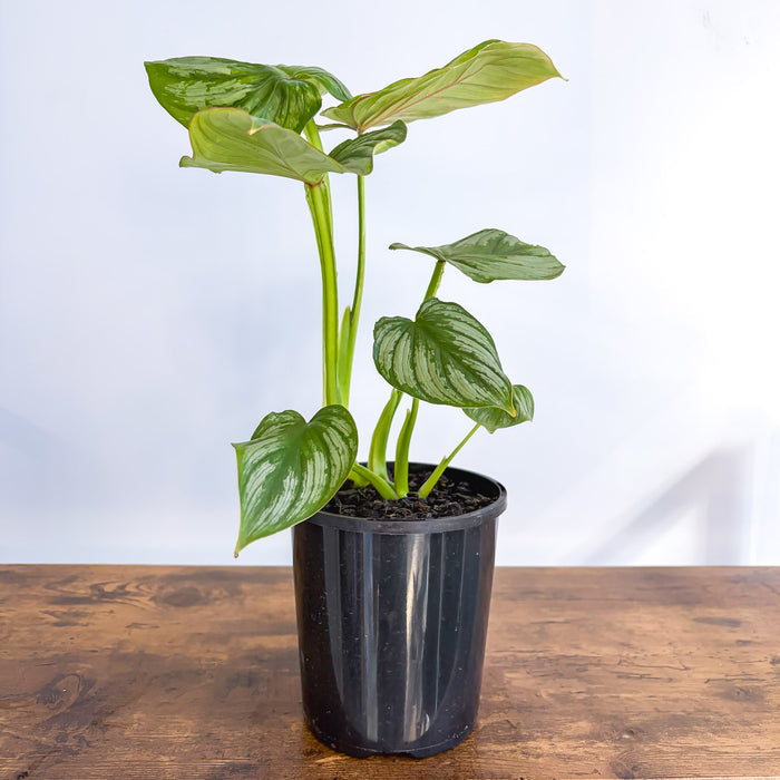 Philodendron Mamei | The Plant Boys
