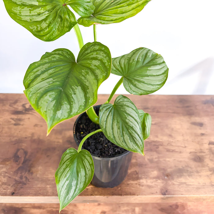 Philodendron Mamei | The Plant Boys