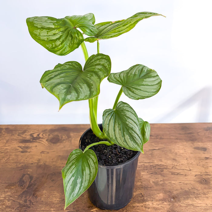 Philodendron Mamei | The Plant Boys