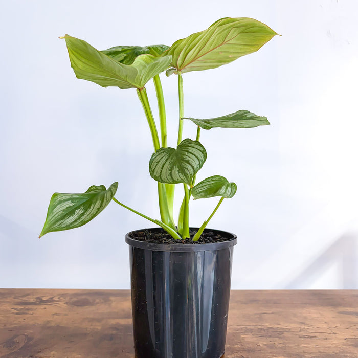 Philodendron Mamei | The Plant Boys