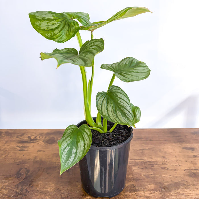 Philodendron Mamei | The Plant Boys