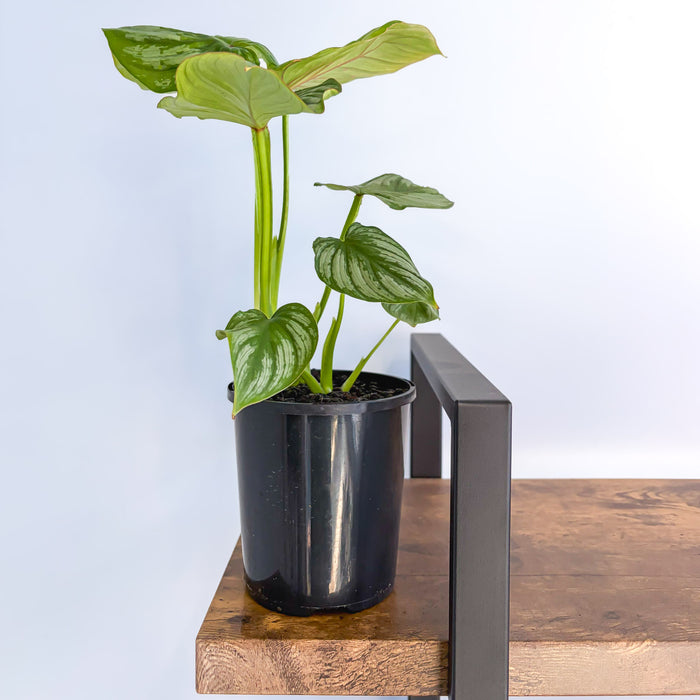 Philodendron Mamei | The Plant Boys