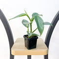 Philodendron Silver Sword | The Plant Boys