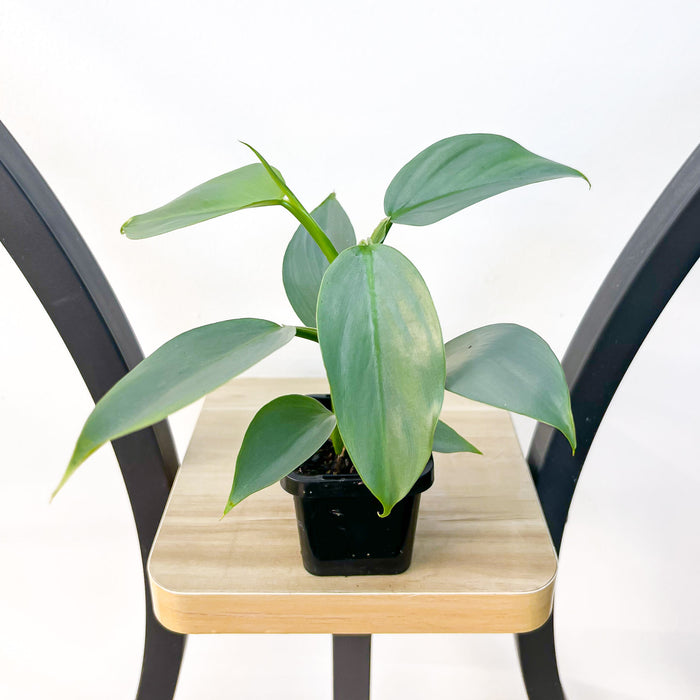 Philodendron Silver Sword | The Plant Boys